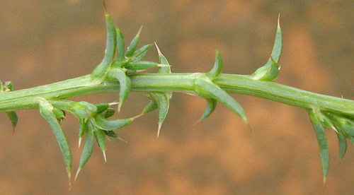 Salsola image