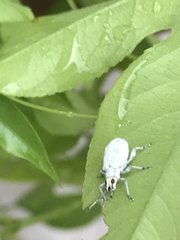 Myllocerus undecimpustulatus