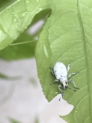 Myllocerus undecimpustulatus