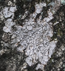 Graphis hodgesiana