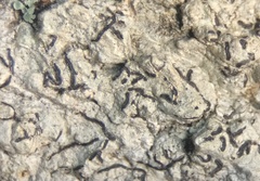 Graphis hodgesiana