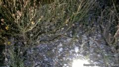 Bogertophis subocularis subocularis