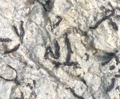 Graphis hodgesiana