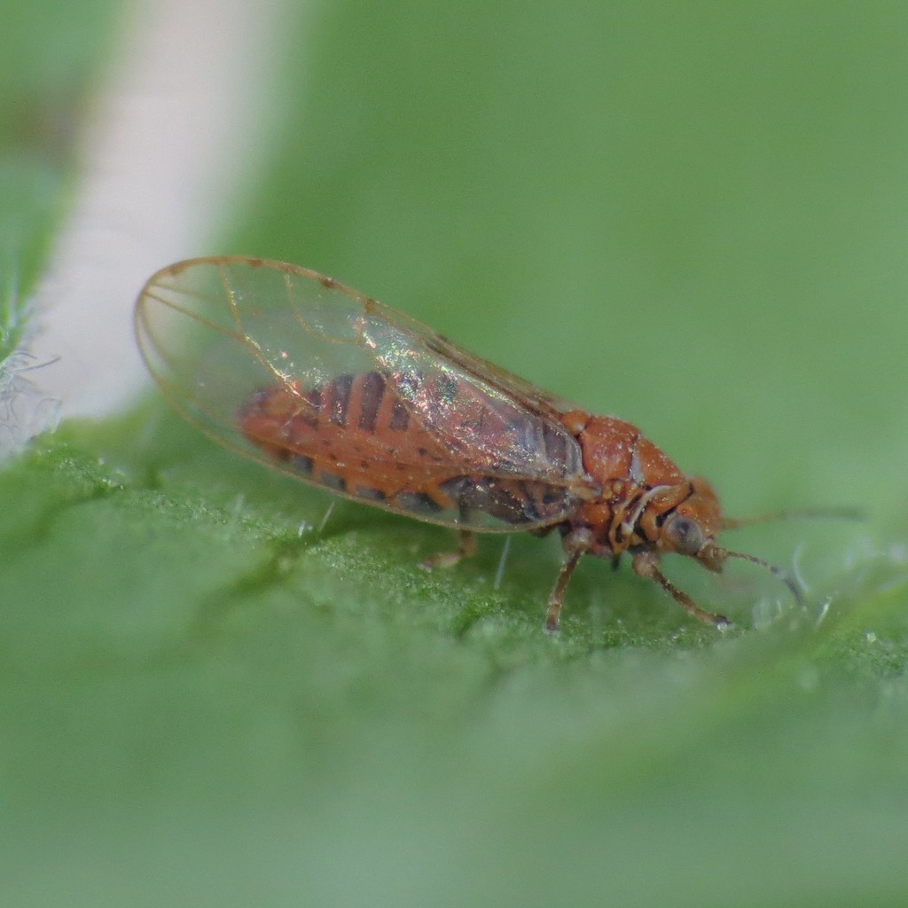 Trioza mexicana
