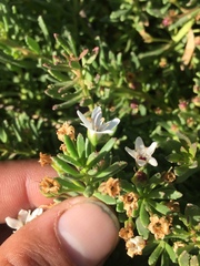 Bacopa monnieri
