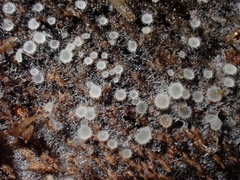 Arachnopeziza delicatula