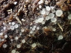Arachnopeziza delicatula