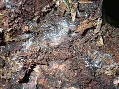 Arachnopeziza delicatula