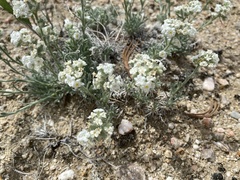 Oreocarya subcapitata