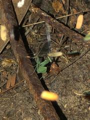 Photiomantis