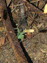 Photiomantis