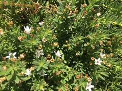 Bacopa monnieri