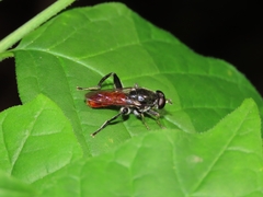 Xylota bicolor