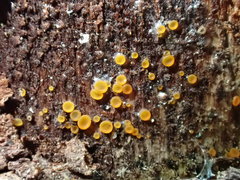 Orbilia xanthostigma