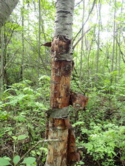 Orbilia xanthostigma