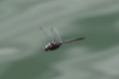 Epitheca petechialis