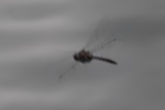 Epitheca petechialis