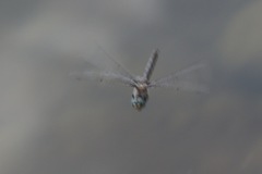 Epitheca petechialis