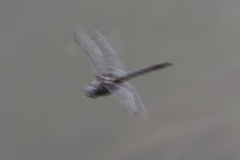 Epitheca petechialis