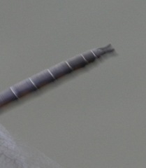 Epitheca petechialis