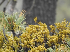 Arceuthobium globosum