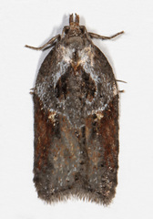 Acleris maculidorsana