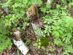 Arachnopeziza delicatula