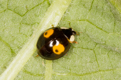 Harmonia axyridis