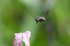 Triepeolus subnitens