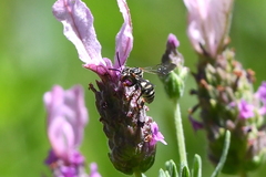 Triepeolus subnitens