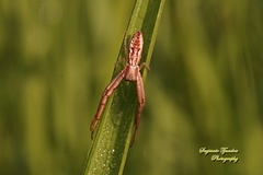 Runcinia acuminata