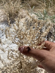 Chloropyron tecopense