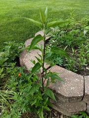 Eupatorium serotinum
