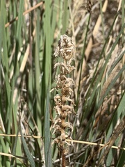 Spiranthes infernalis