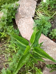 Eupatorium serotinum