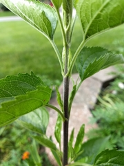 Eupatorium serotinum