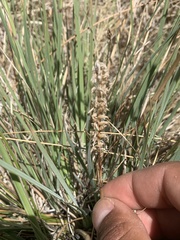 Spiranthes infernalis
