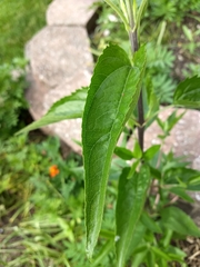 Eupatorium serotinum
