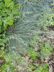 Festuca glauca