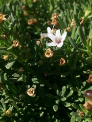 Bacopa monnieri