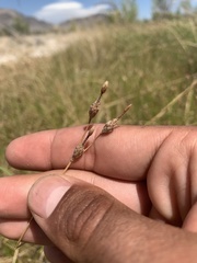 Fimbristylis thermalis