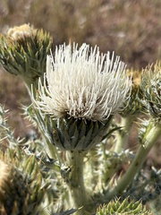 Cirsium cymosum