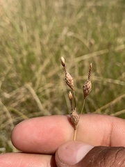 Fimbristylis thermalis