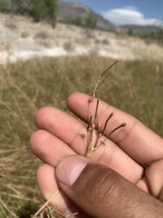 Fimbristylis thermalis