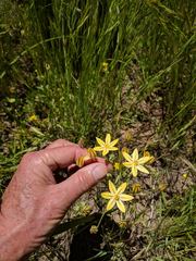 Triteleia ixioides scabra