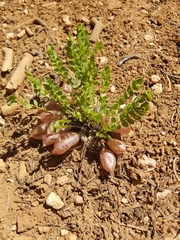 Astragalus megacarpus