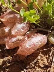 Astragalus megacarpus