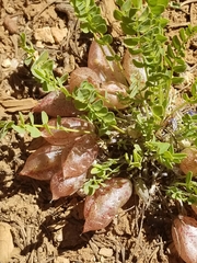 Astragalus megacarpus