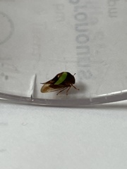 Smilia camelus