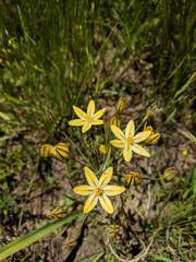Triteleia ixioides scabra